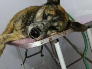 Dog that was run over