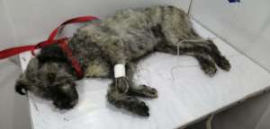Dog with distemper