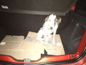 Tomasa when she was rescued