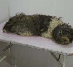 Dog with brain tumor