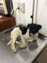 Little cow receiving medical attention