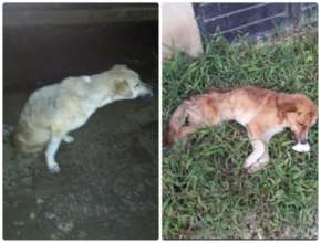 JACINTO Y CANELO