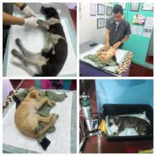 Free veterinary medical care