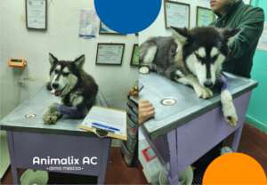 Free veterinary medical care