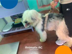 Free veterinary medical care