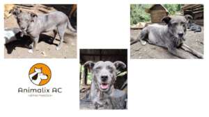 Rescues: Ceniza.
