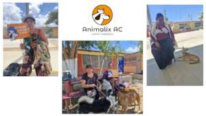 Spay and neuter campaign