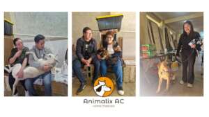 Spay and neuter campaign