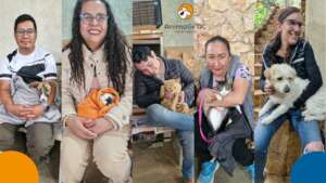 Spay and neuter campaign, 15 novembre 2025