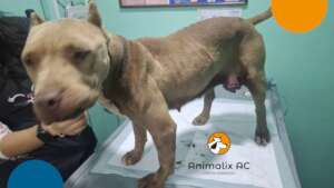 Free veterinary medical care
