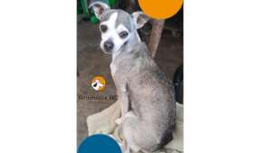 Free veterinary medical care