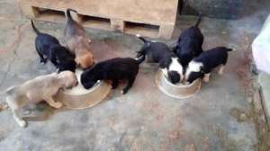 Puppies in shelter