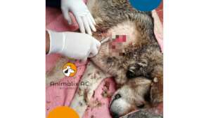 Free veterinary medical care