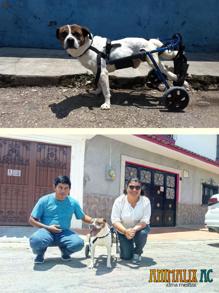 Cinnamon premiered his wheelchair