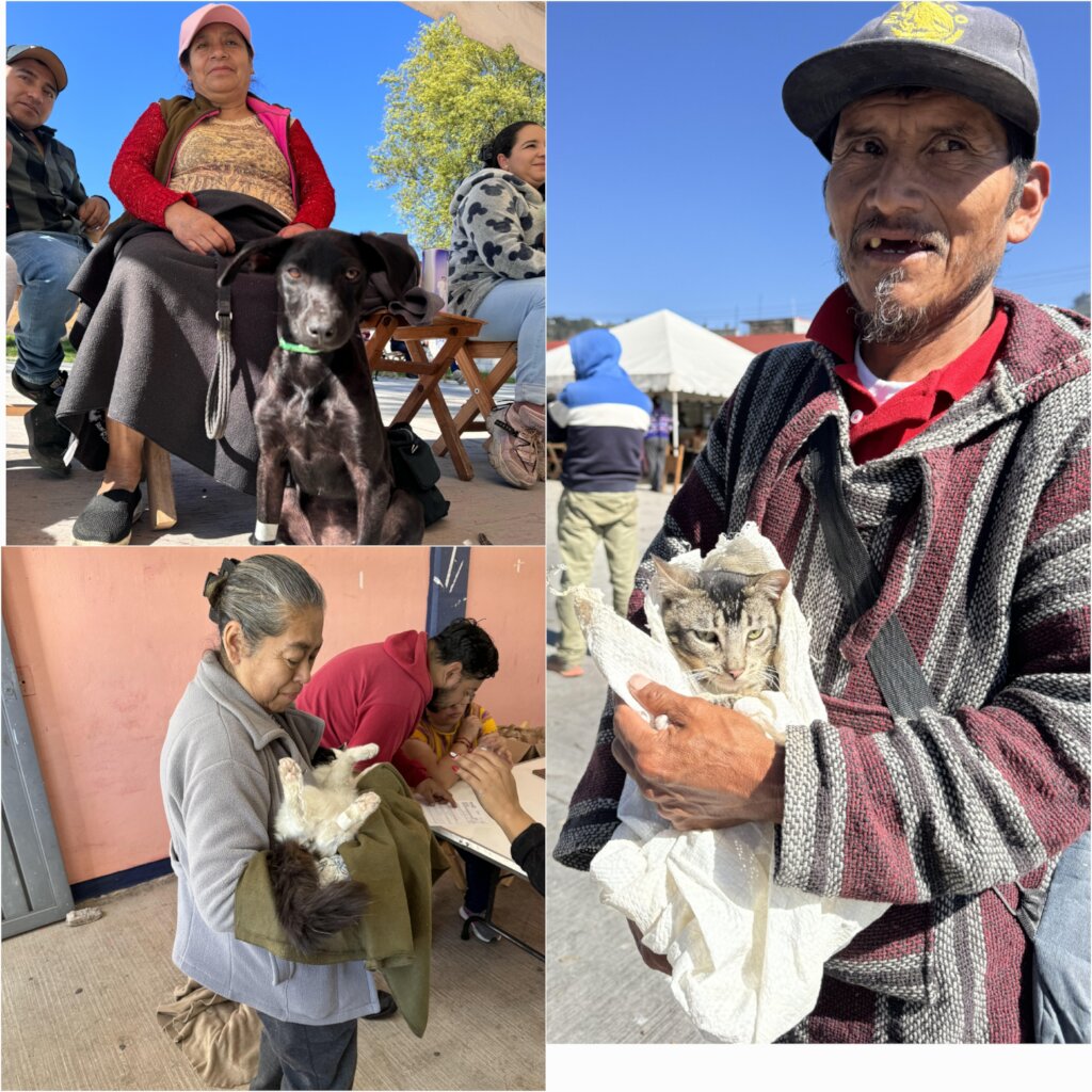 Help stop animal suffering in Chiapas, Mexico