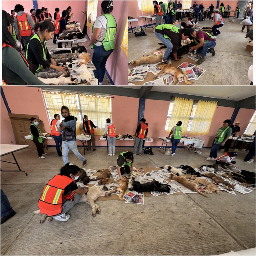 Help stop animal suffering in Chiapas, Mexico