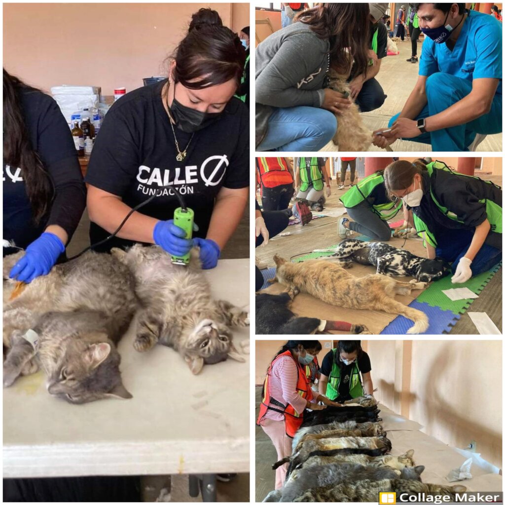 Help stop animal suffering in Chiapas, Mexico