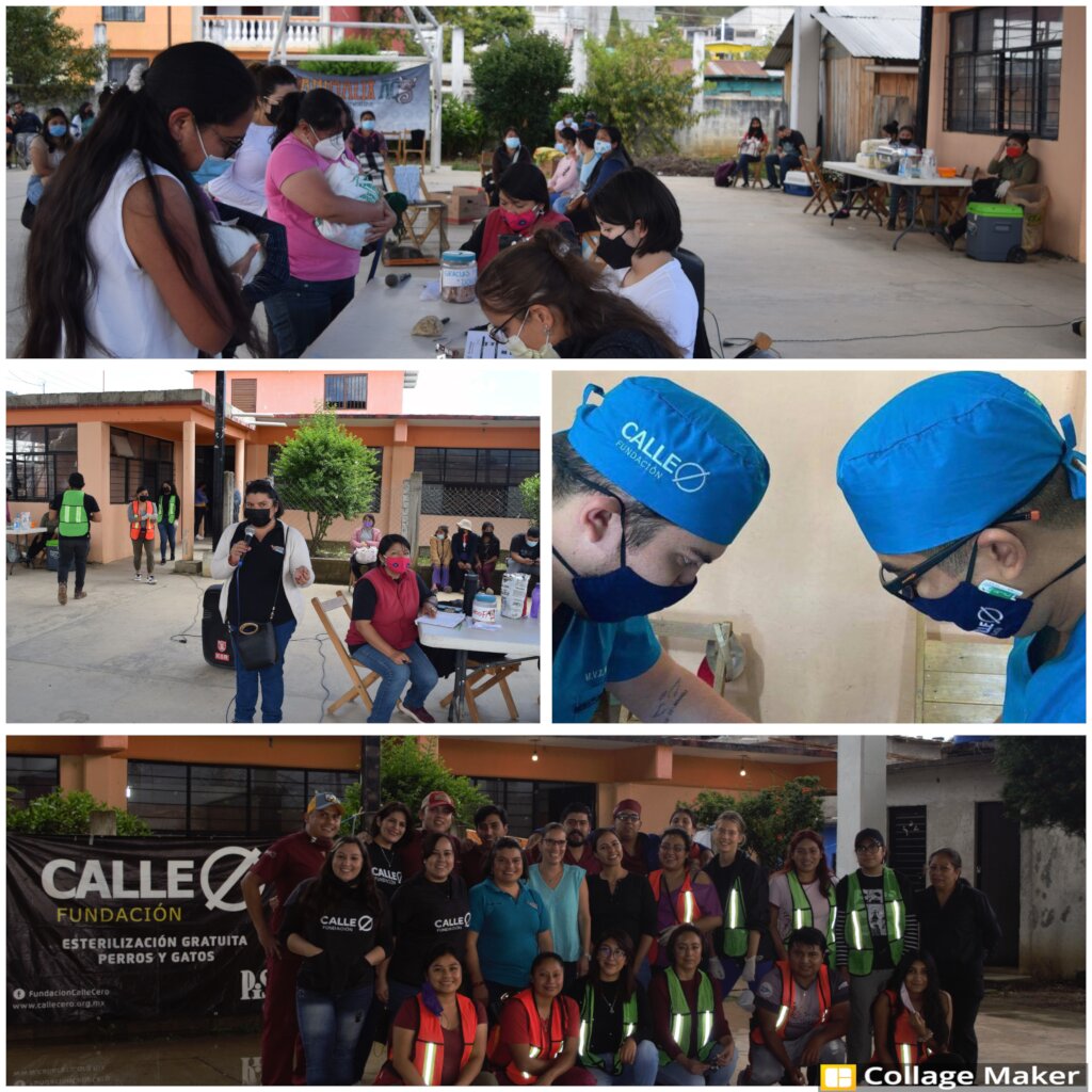 Help stop animal suffering in Chiapas, Mexico