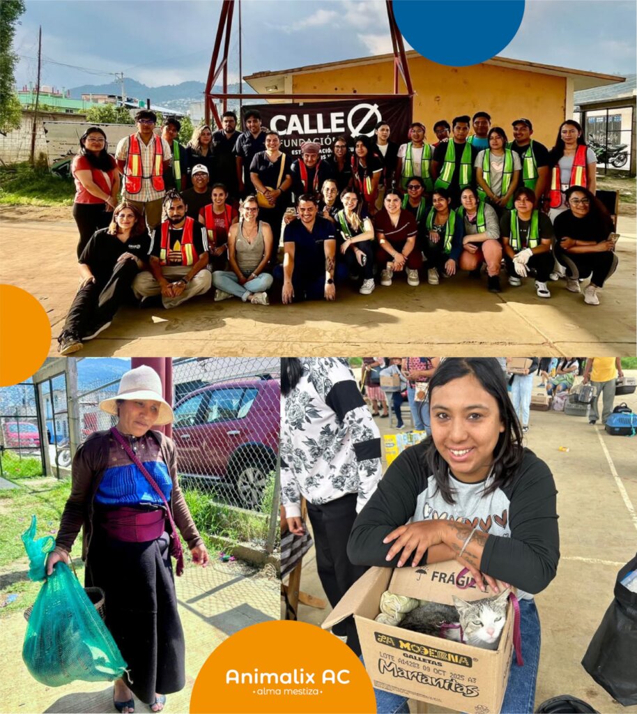 Help stop animal suffering in Chiapas, Mexico