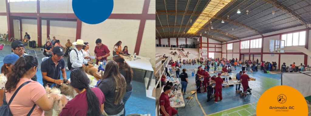 Help stop animal suffering in Chiapas, Mexico