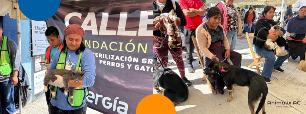 Help stop animal suffering in Chiapas, Mexico