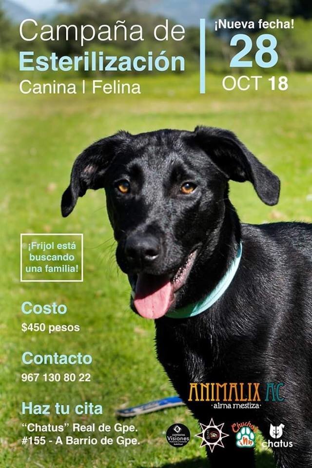 Help stop animal suffering in Chiapas, Mexico