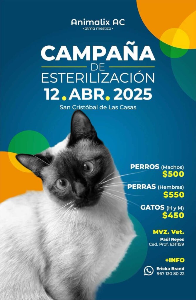 Help stop animal suffering in Chiapas, Mexico