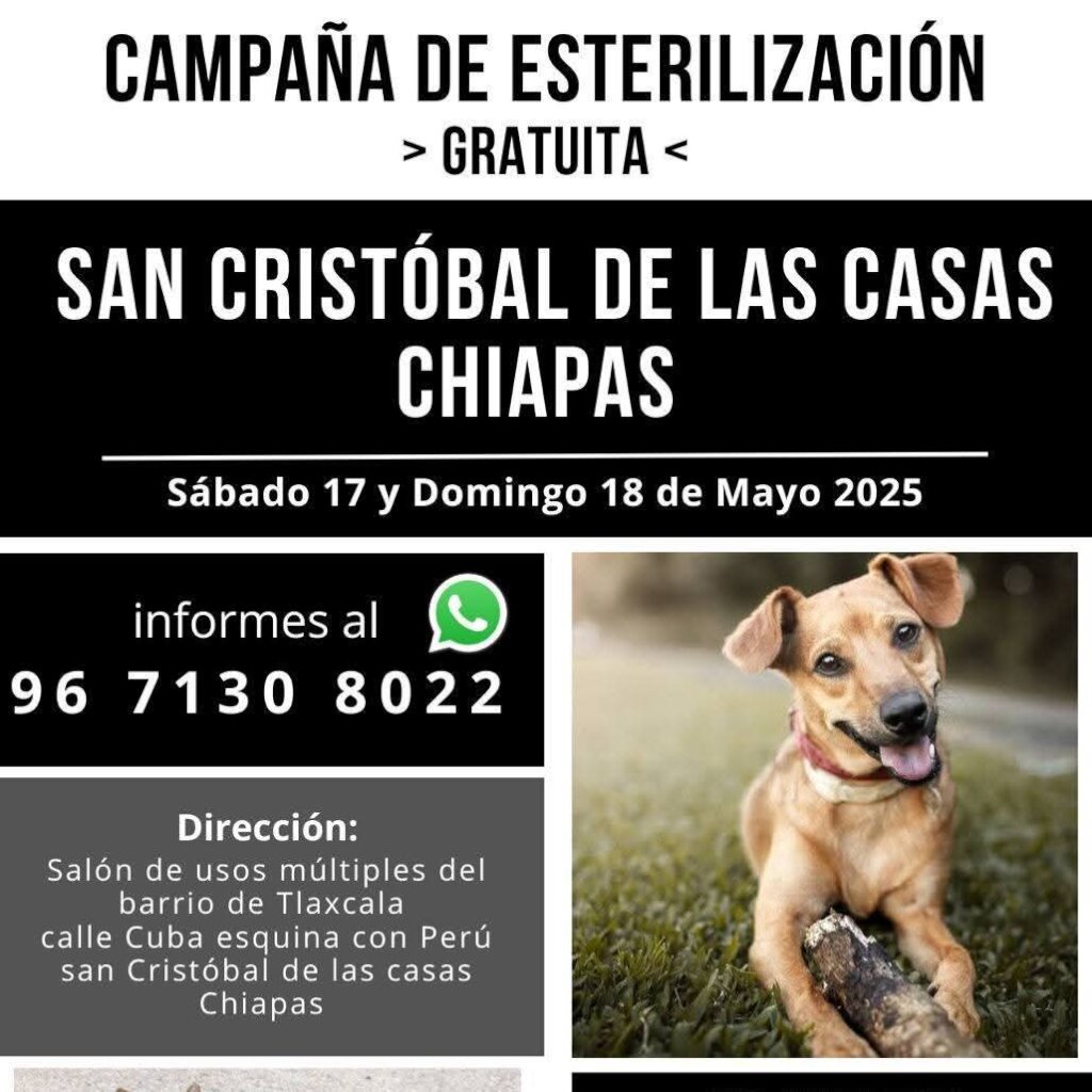 Help stop animal suffering in Chiapas, Mexico