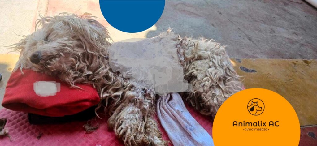 Help stop animal suffering in Chiapas, Mexico