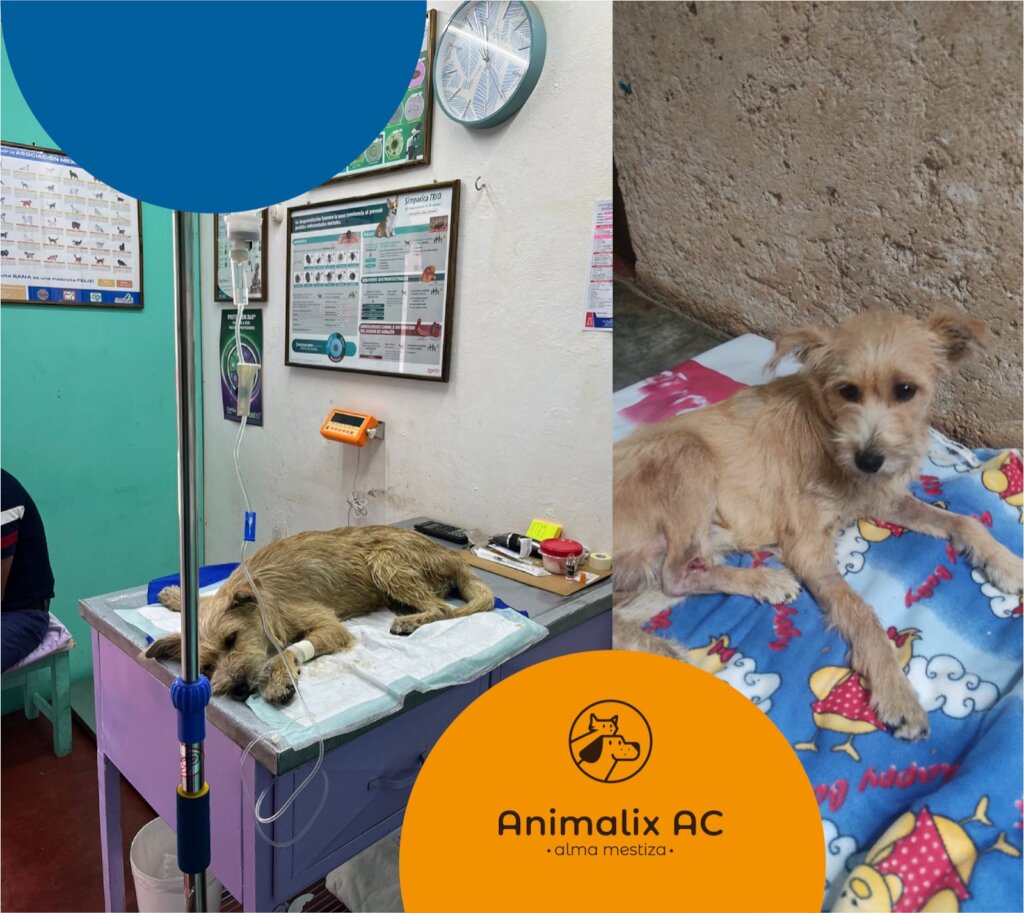 Help stop animal suffering in Chiapas, Mexico