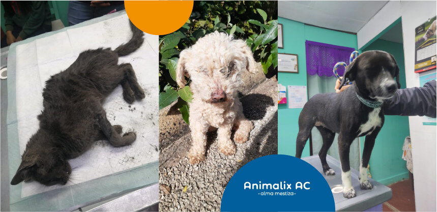 Help stop animal suffering in Chiapas, Mexico