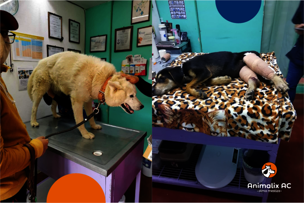 Help stop animal suffering in Chiapas, Mexico