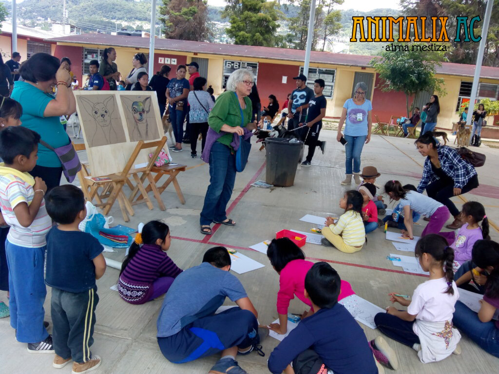 Help stop animal suffering in Chiapas, Mexico