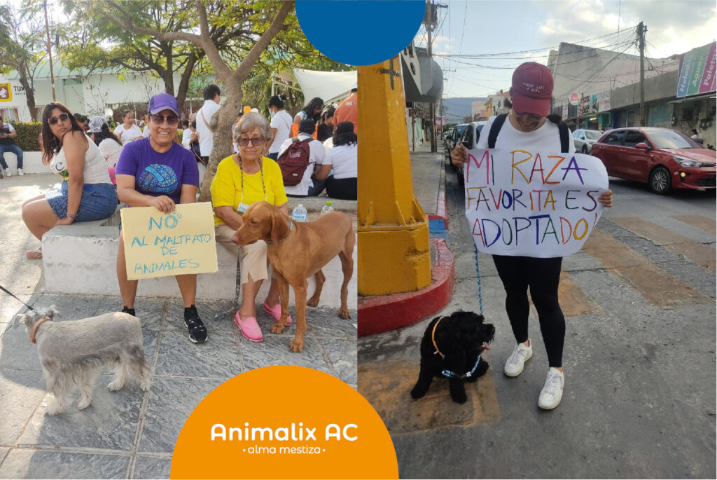 Help stop animal suffering in Chiapas, Mexico