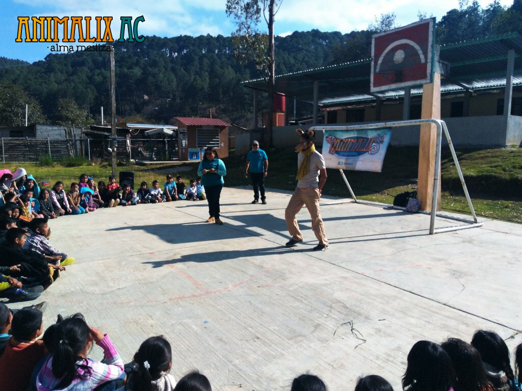 Help stop animal suffering in Chiapas, Mexico