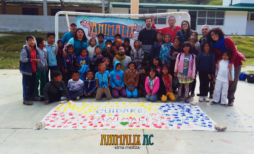 Help stop animal suffering in Chiapas, Mexico