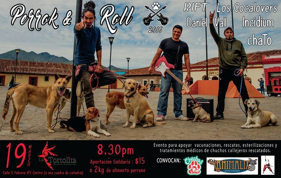 Help stop animal suffering in Chiapas, Mexico