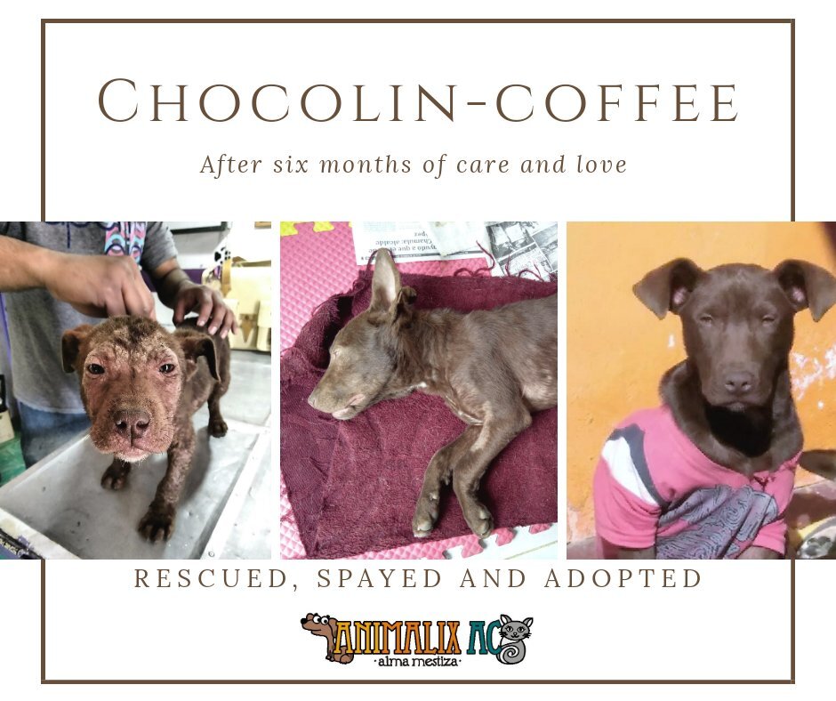 Help stop animal suffering in Chiapas, Mexico