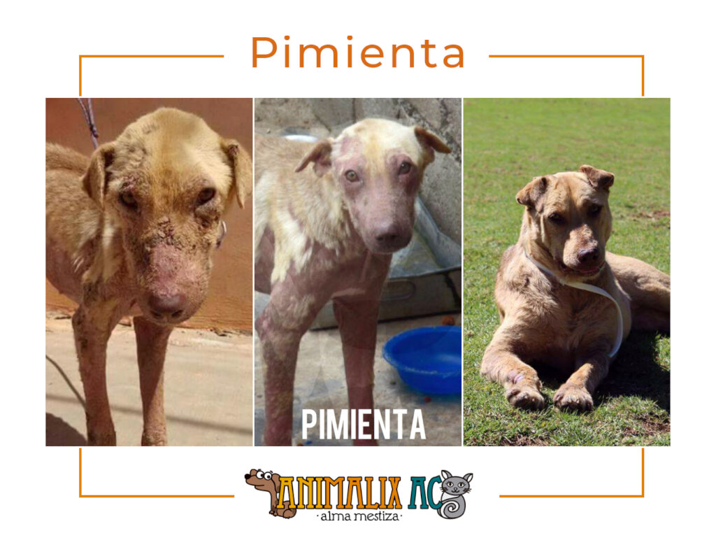 Help stop animal suffering in Chiapas, Mexico