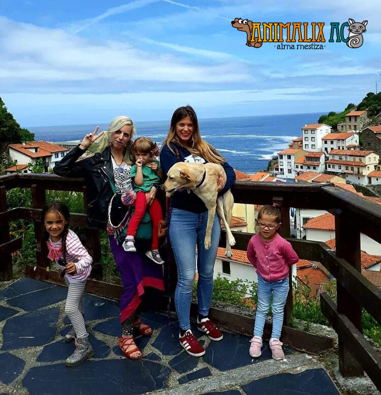 Help stop animal suffering in Chiapas, Mexico