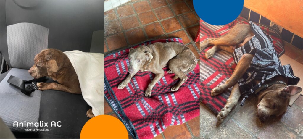 Help stop animal suffering in Chiapas, Mexico