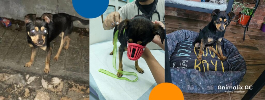 Help stop animal suffering in Chiapas, Mexico