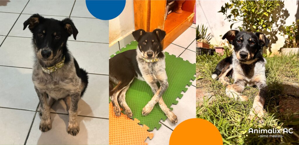 Help stop animal suffering in Chiapas, Mexico