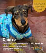 Churro in adoption