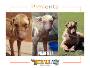 Pepper before and after