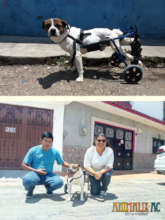 Cinnamon premiered his wheelchair