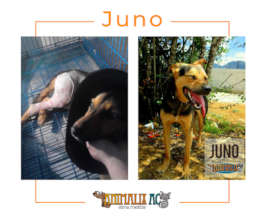 Juno was 3 days run over without help