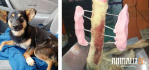 Puppy run over and operated on his little leg