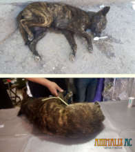 Stray dog being attended by the vetinary doctor