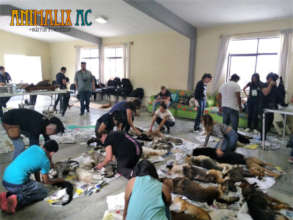 The volunteers and their loving hands